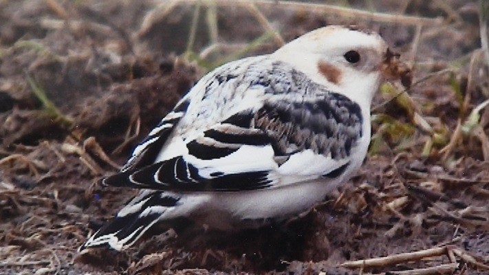 Snow Bunting - ML626318952