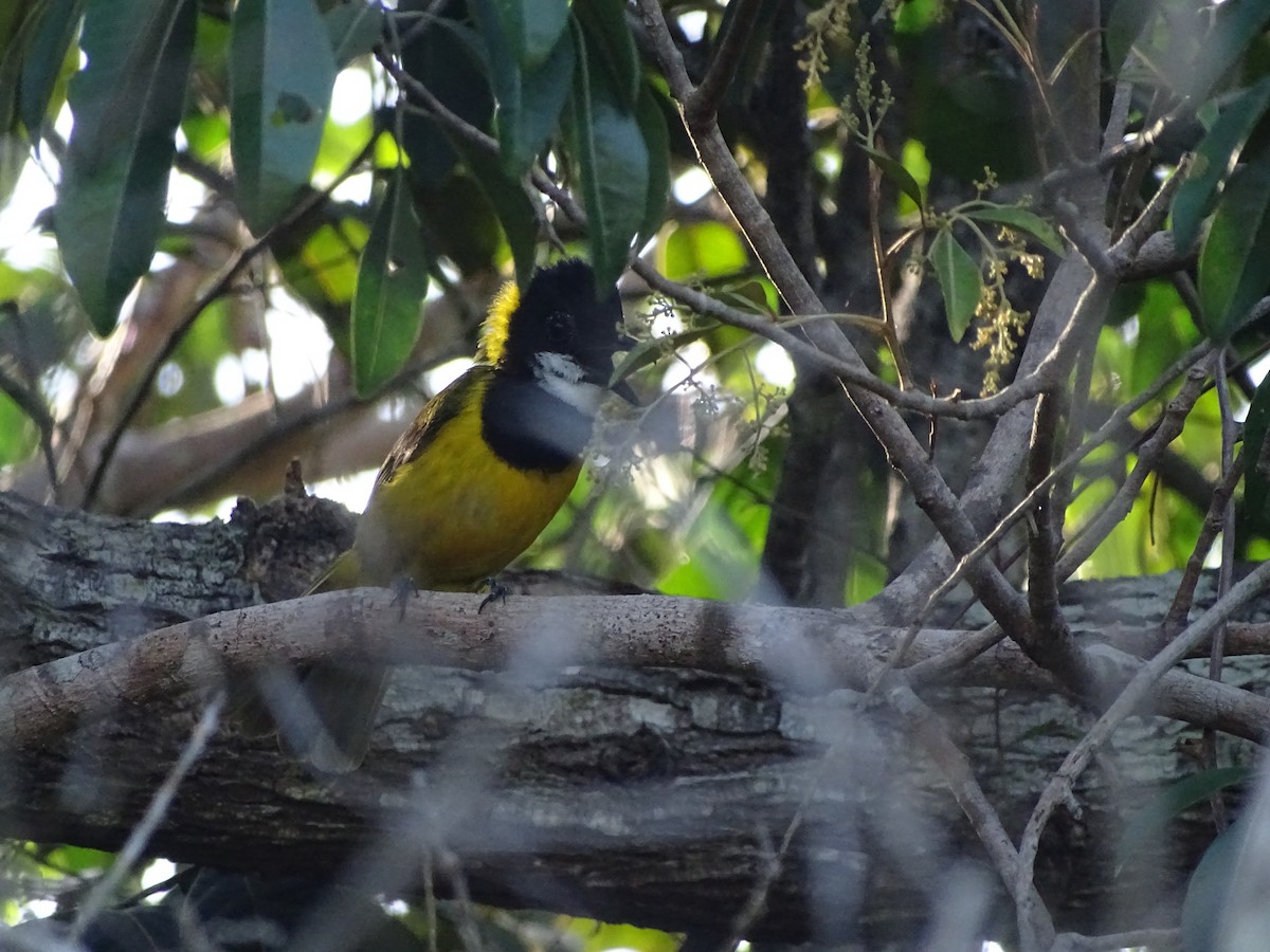 Vanuatu Whistler - ML626318954