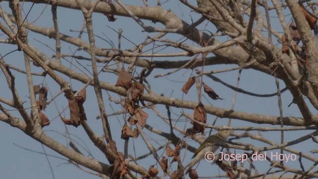Western Bonelli's Warbler - ML626318977