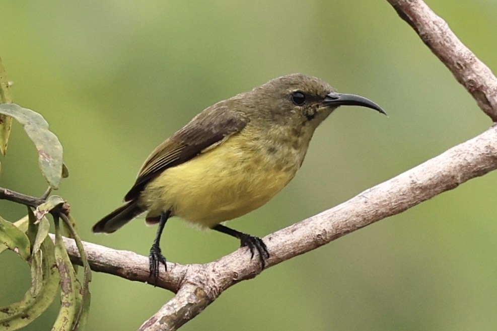 Apricot-breasted Sunbird - ML626319099