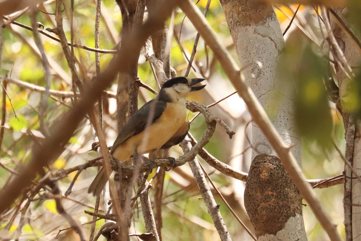 Van Dam's Vanga - ML626319160