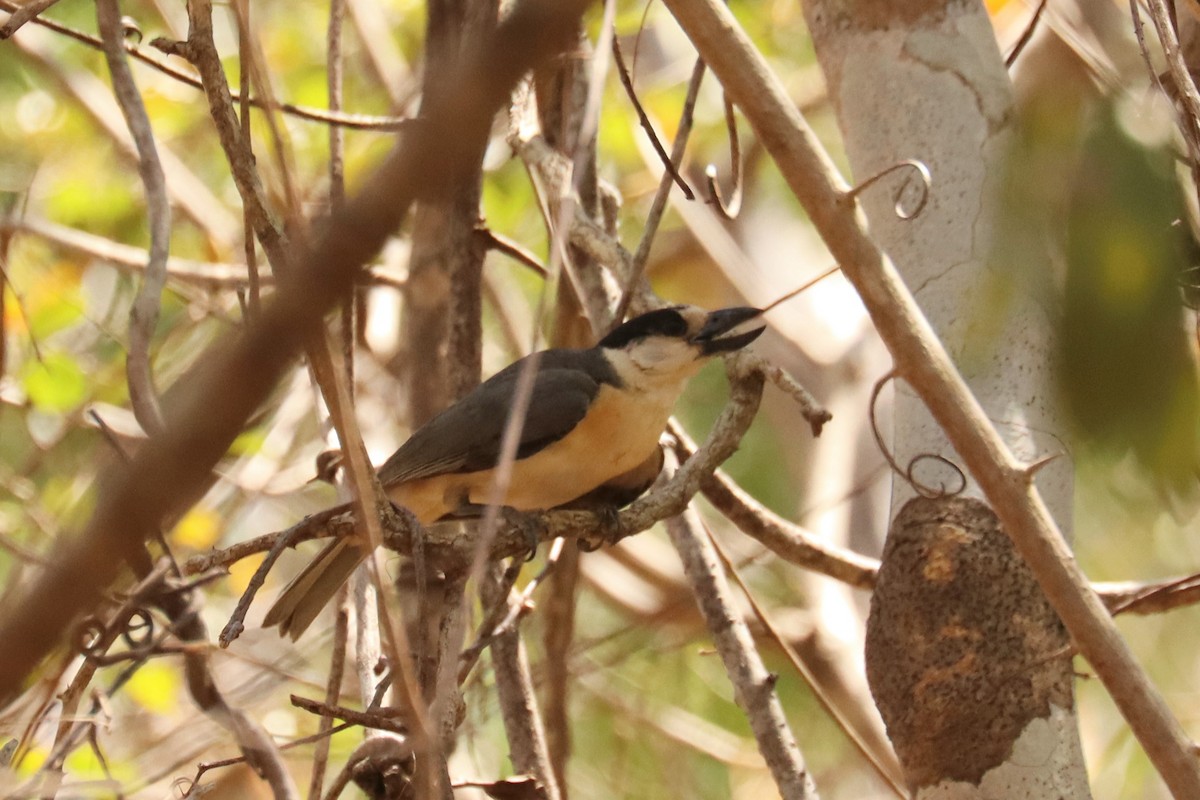 Van Dam's Vanga - ML626319162
