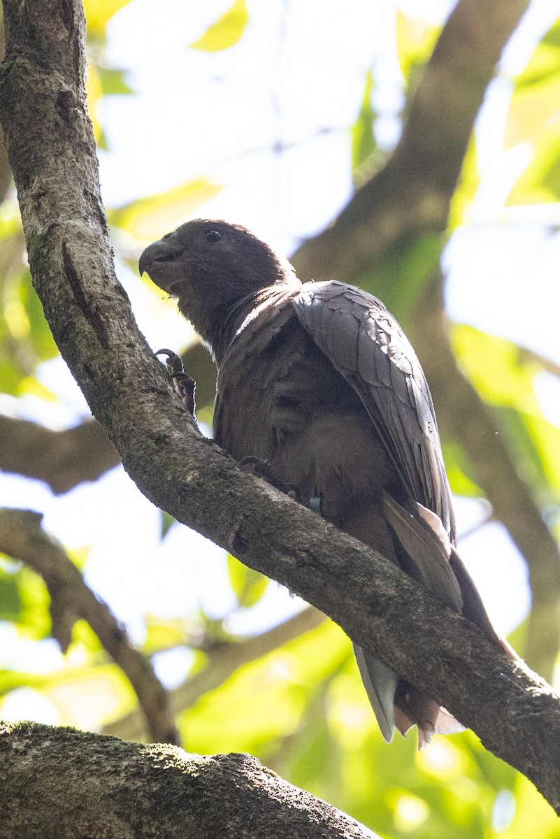 Seychelles Parrot - ML626319244