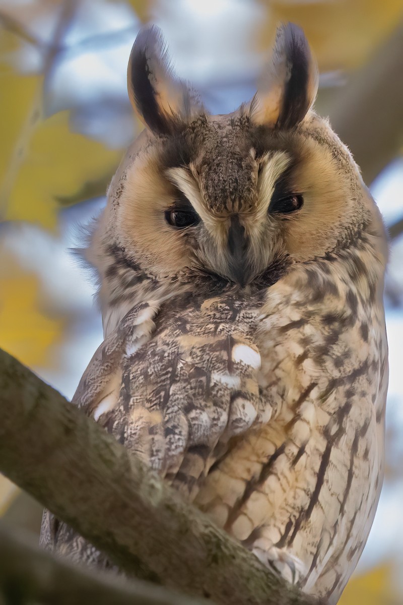 hornugle (otus/canariensis) - ML626319476
