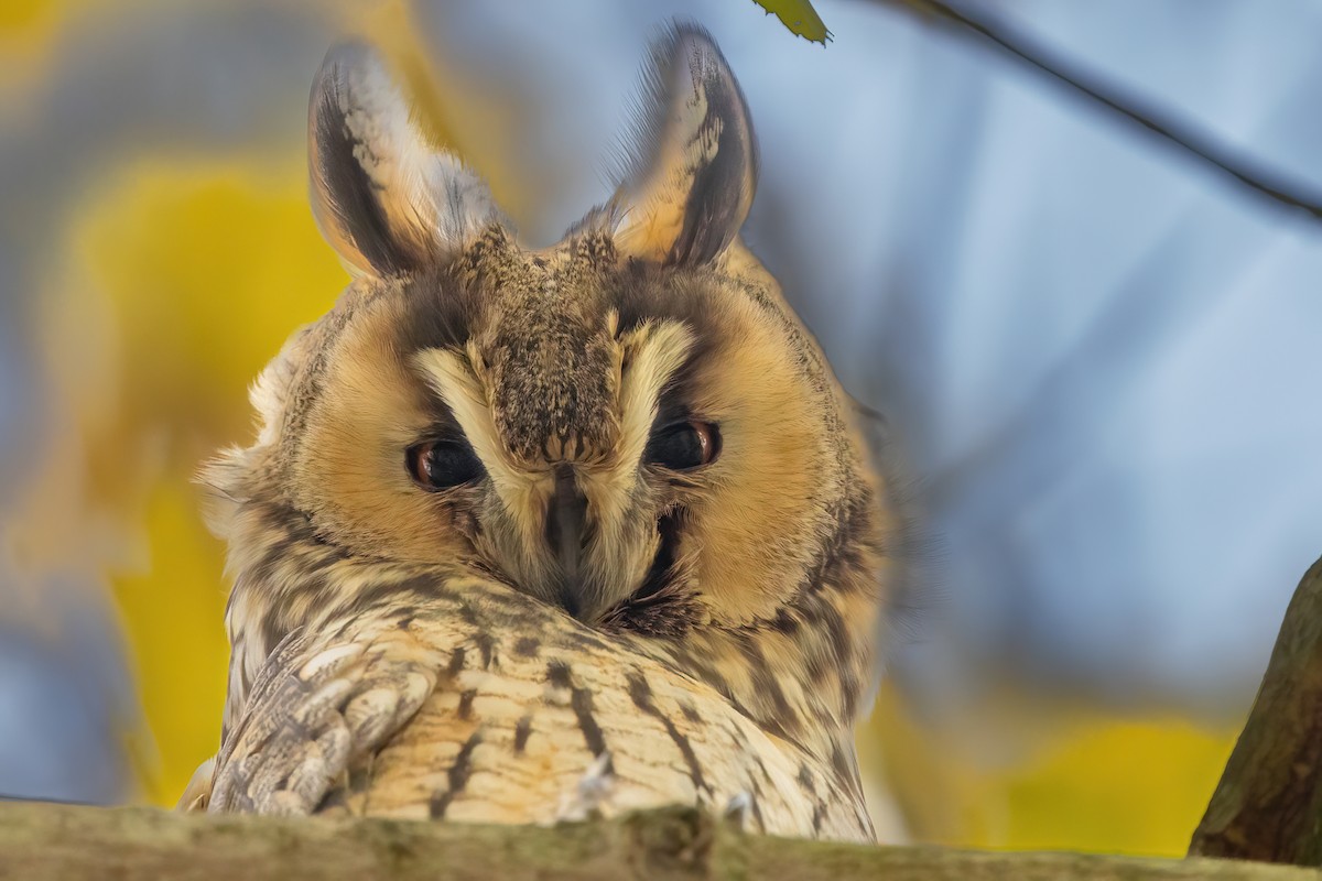 hornugle (otus/canariensis) - ML626319477