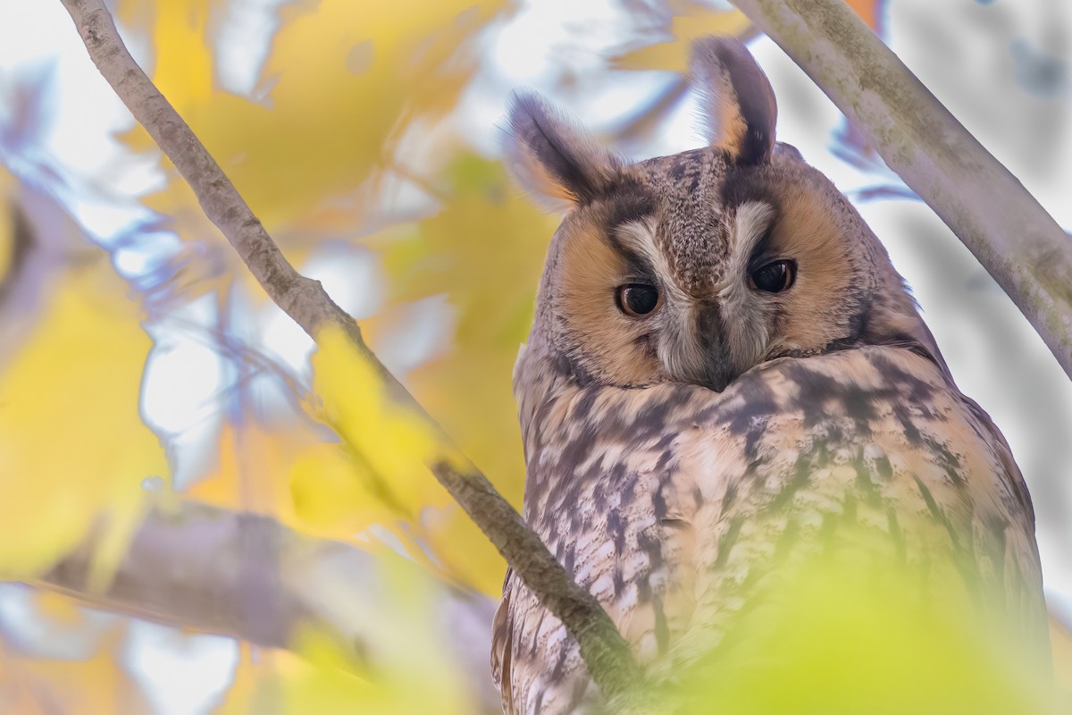 hornugle (otus/canariensis) - ML626319479
