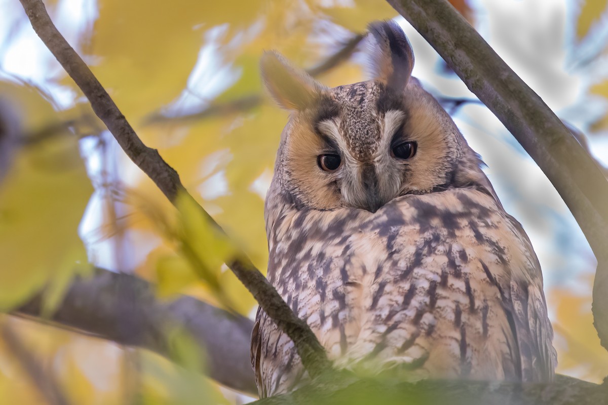 hornugle (otus/canariensis) - ML626319480