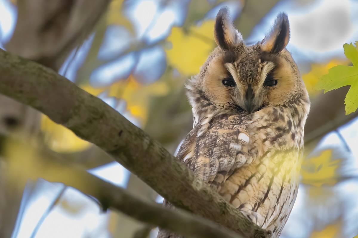 hornugle (otus/canariensis) - ML626319481