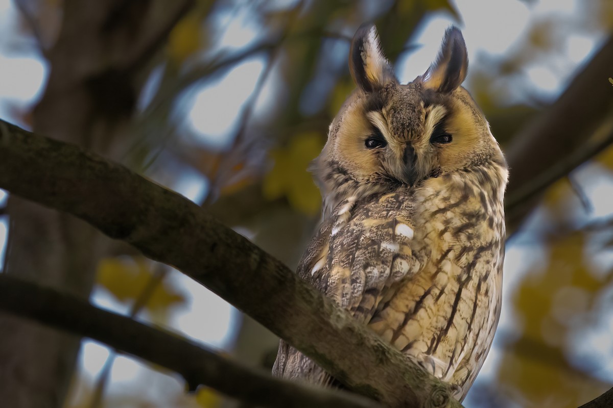 hornugle (otus/canariensis) - ML626319482
