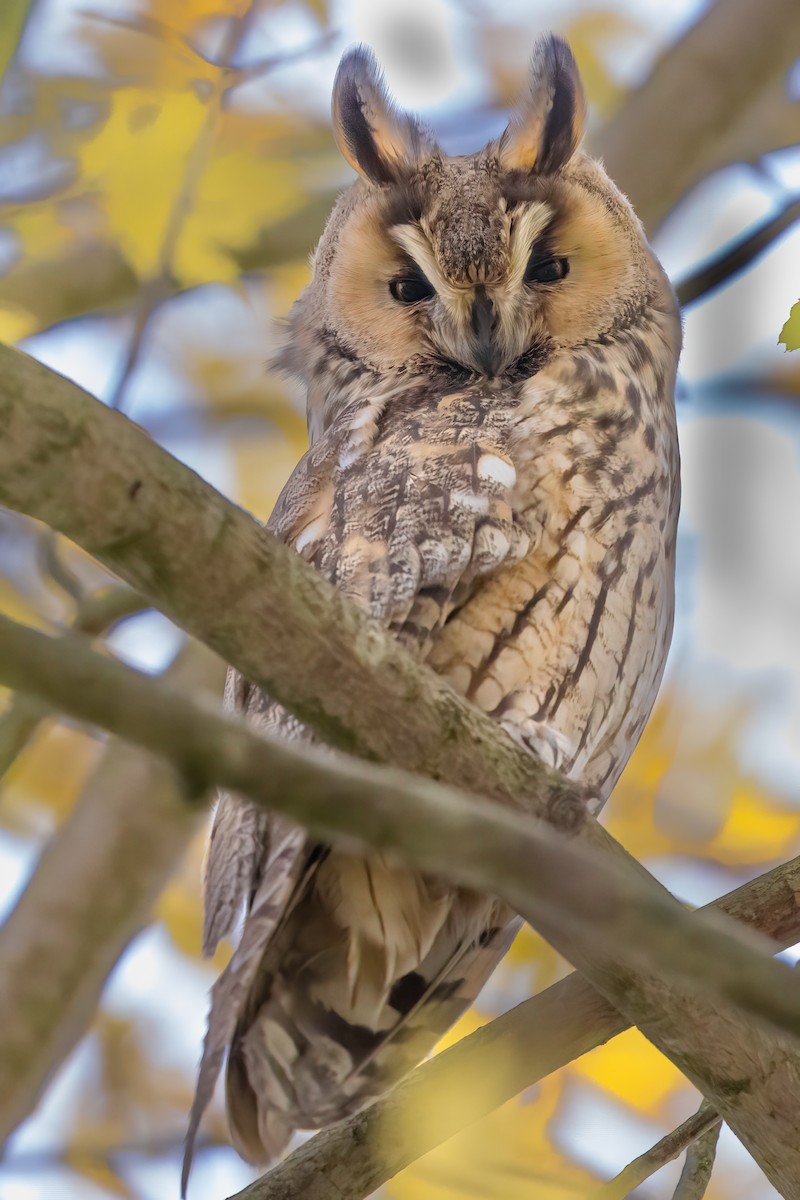 hornugle (otus/canariensis) - ML626319483