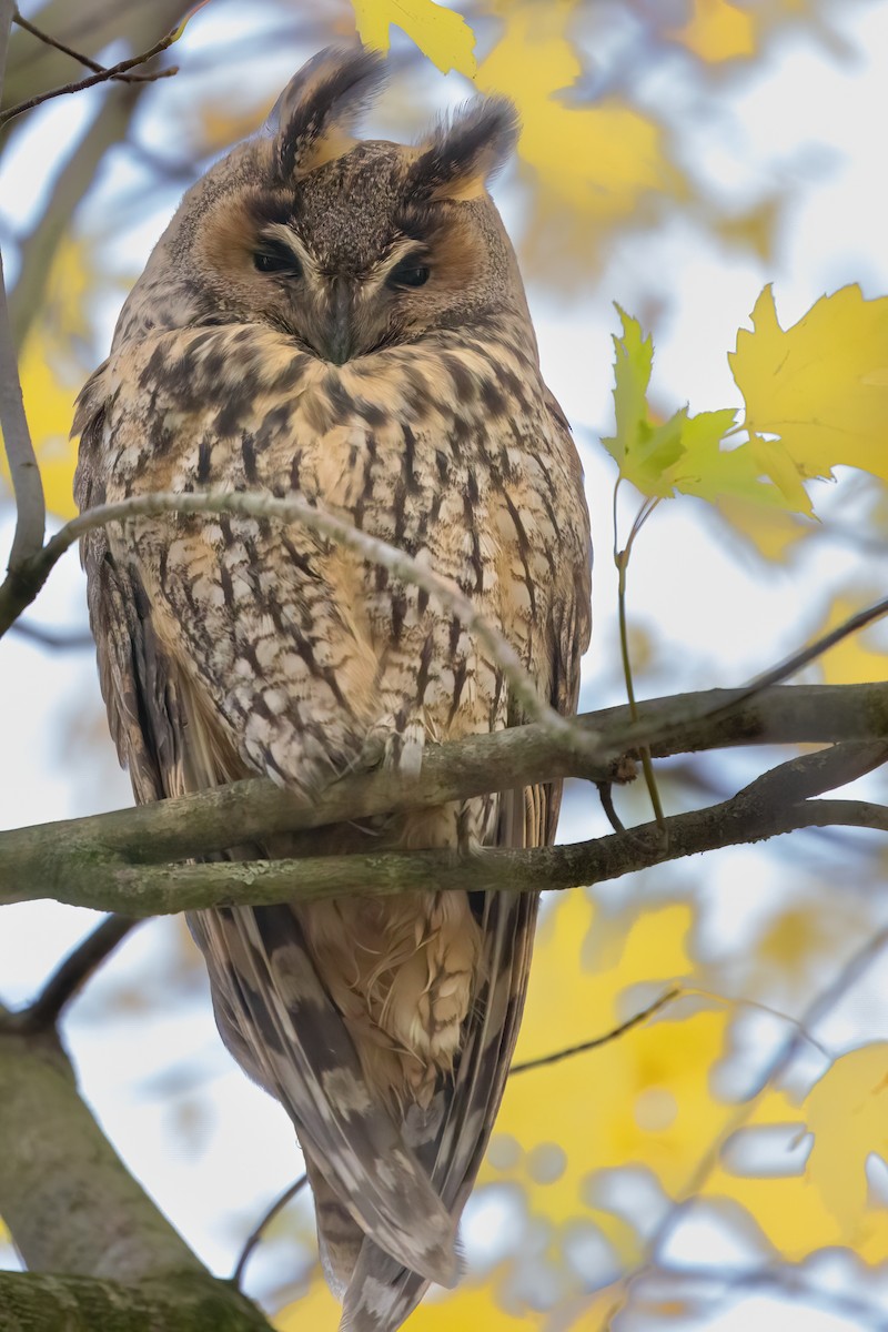 hornugle (otus/canariensis) - ML626319484