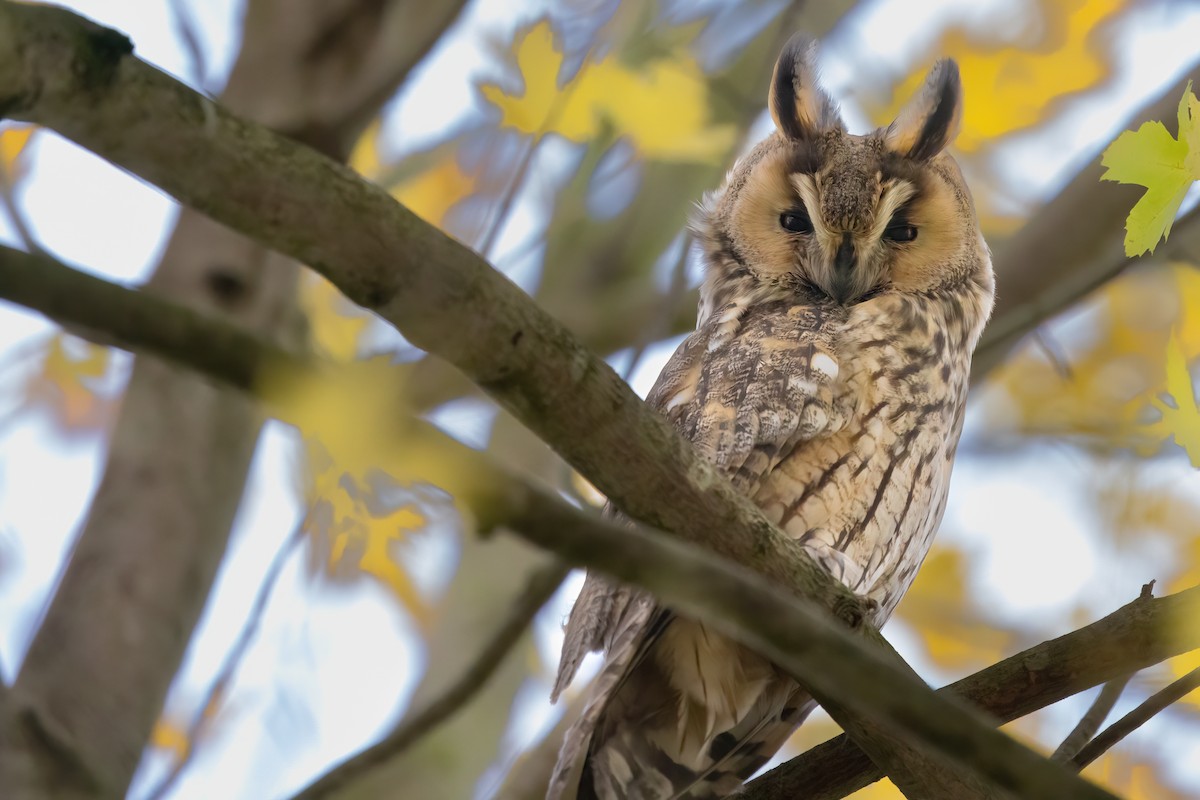 hornugle (otus/canariensis) - ML626319486