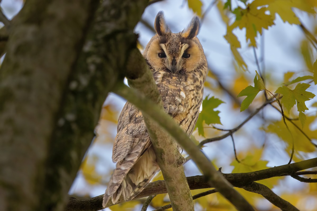 hornugle (otus/canariensis) - ML626319487