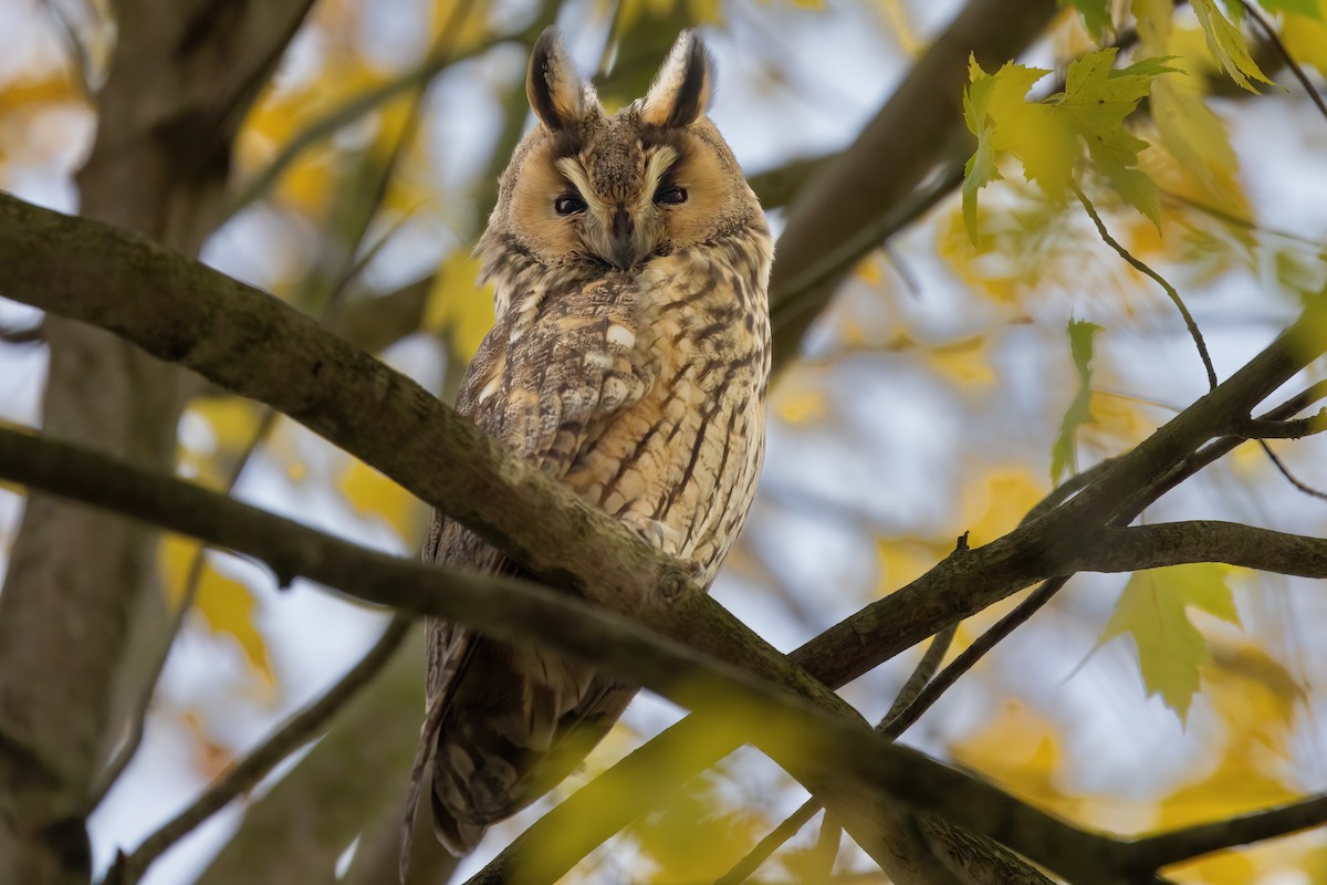 hornugle (otus/canariensis) - ML626319488