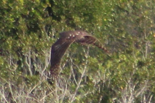 Eurasian Goshawk - ML626319572