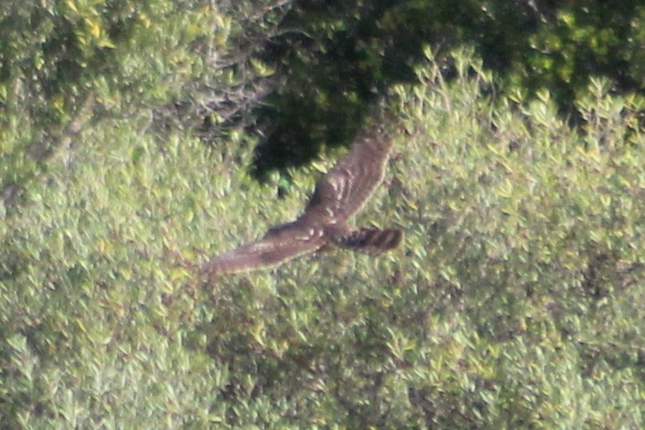 Eurasian Goshawk - ML626319573