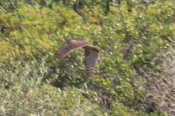 Eurasian Goshawk - ML626319575