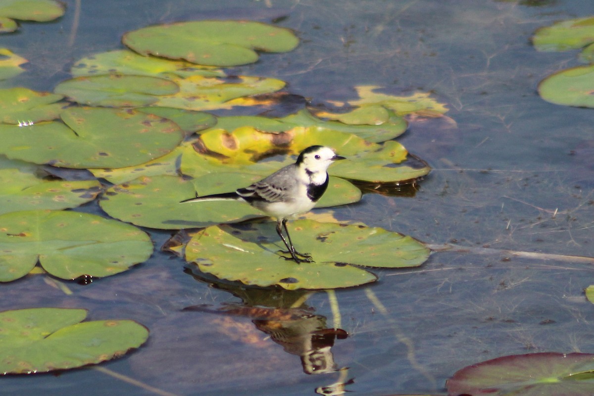 White Wagtail - ML626319579