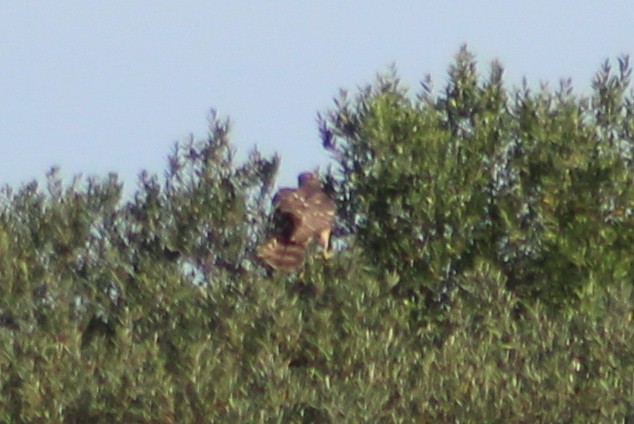 Eurasian Goshawk - ML626319589