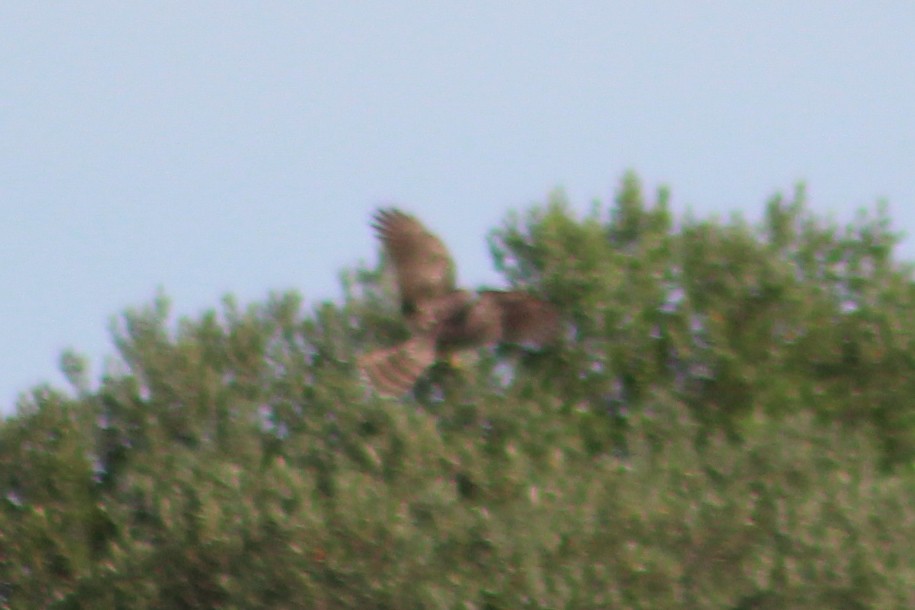 Eurasian Goshawk - ML626319591