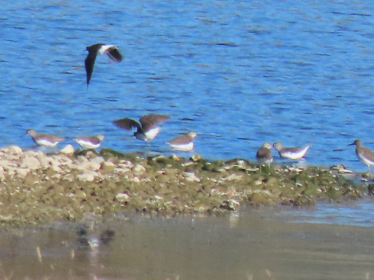 Цагаан сүүлт хөгчүү - ML626319603