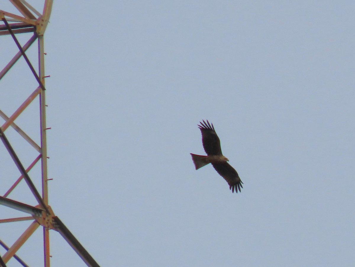 Сохор элээ - ML626319676