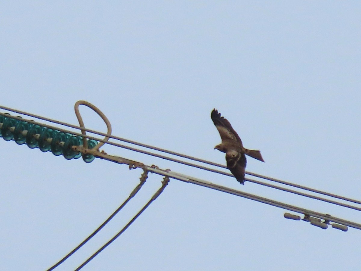 Сохор элээ - ML626319680