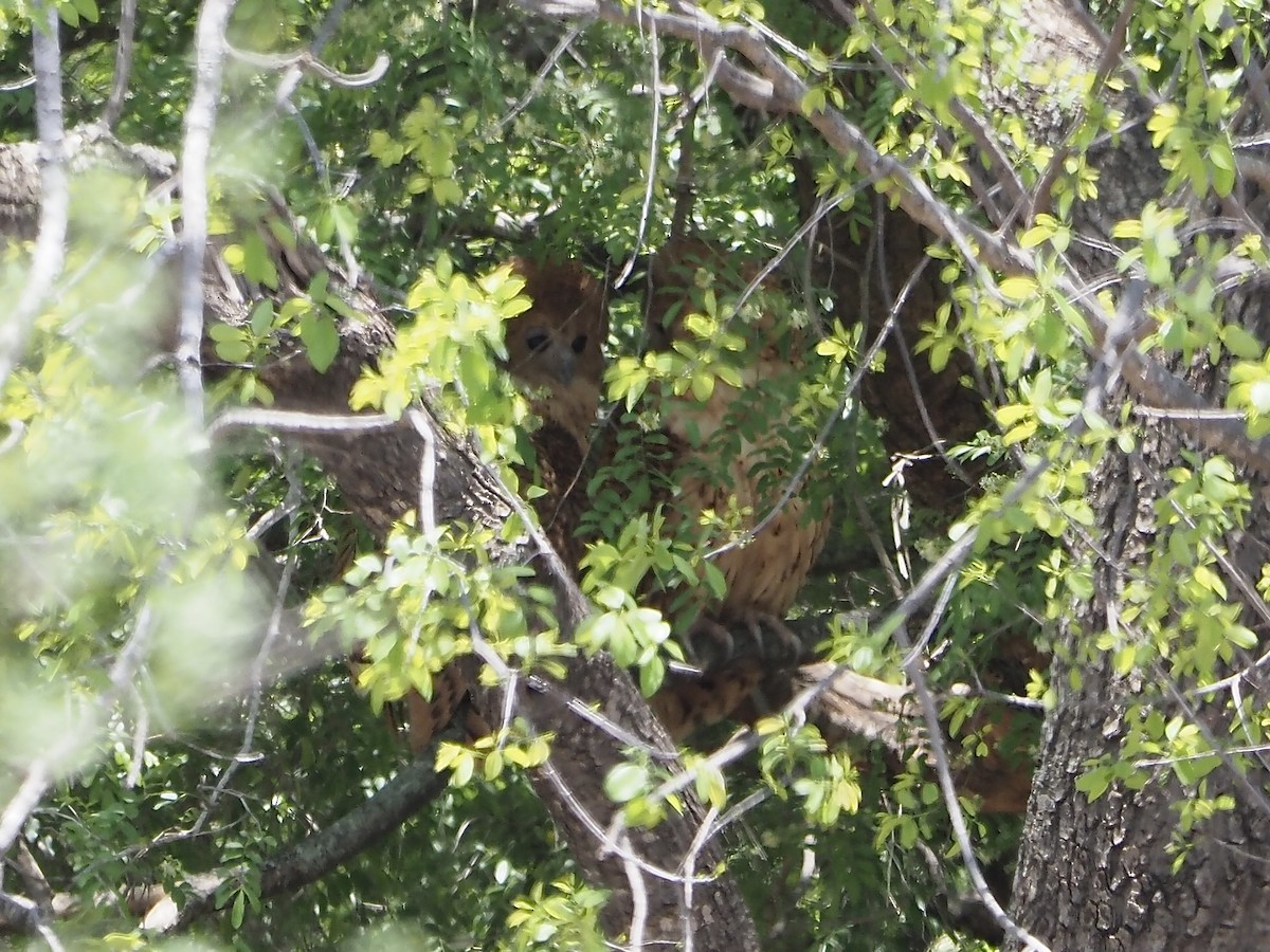 Pel's Fishing-Owl - ML626319702