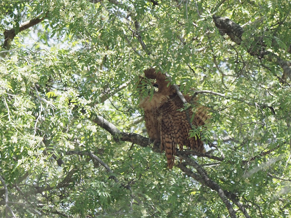 Pel's Fishing-Owl - ML626319703