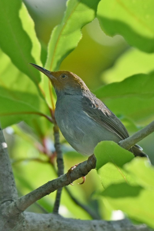 Ashy Tailorbird - ML626319783