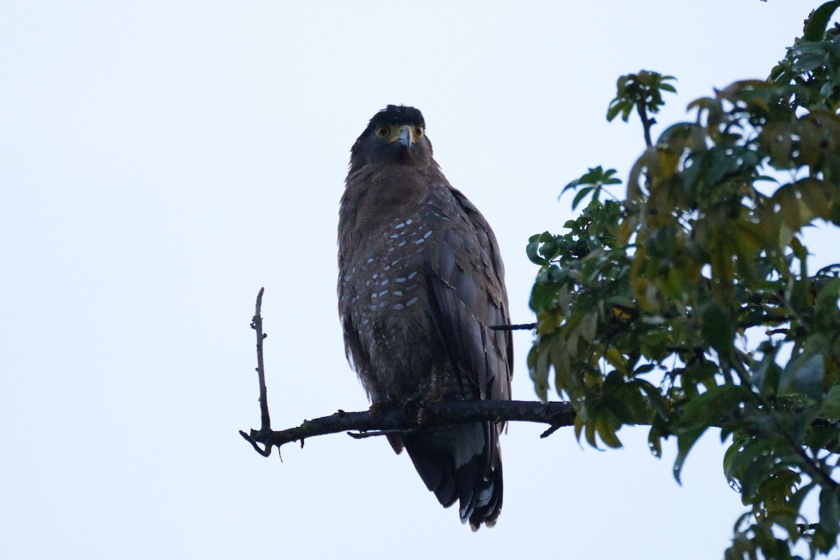 orlík chocholatý - ML626319884