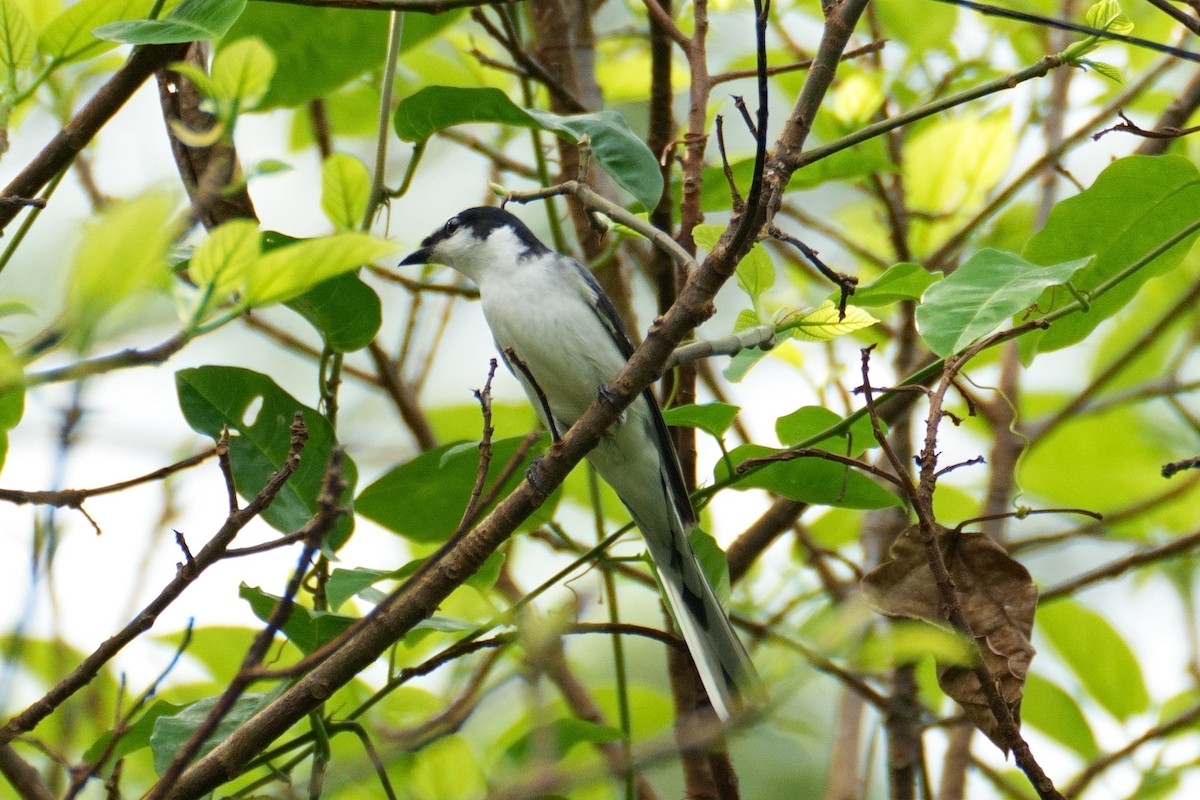 Ashy Minivet - ML626319910
