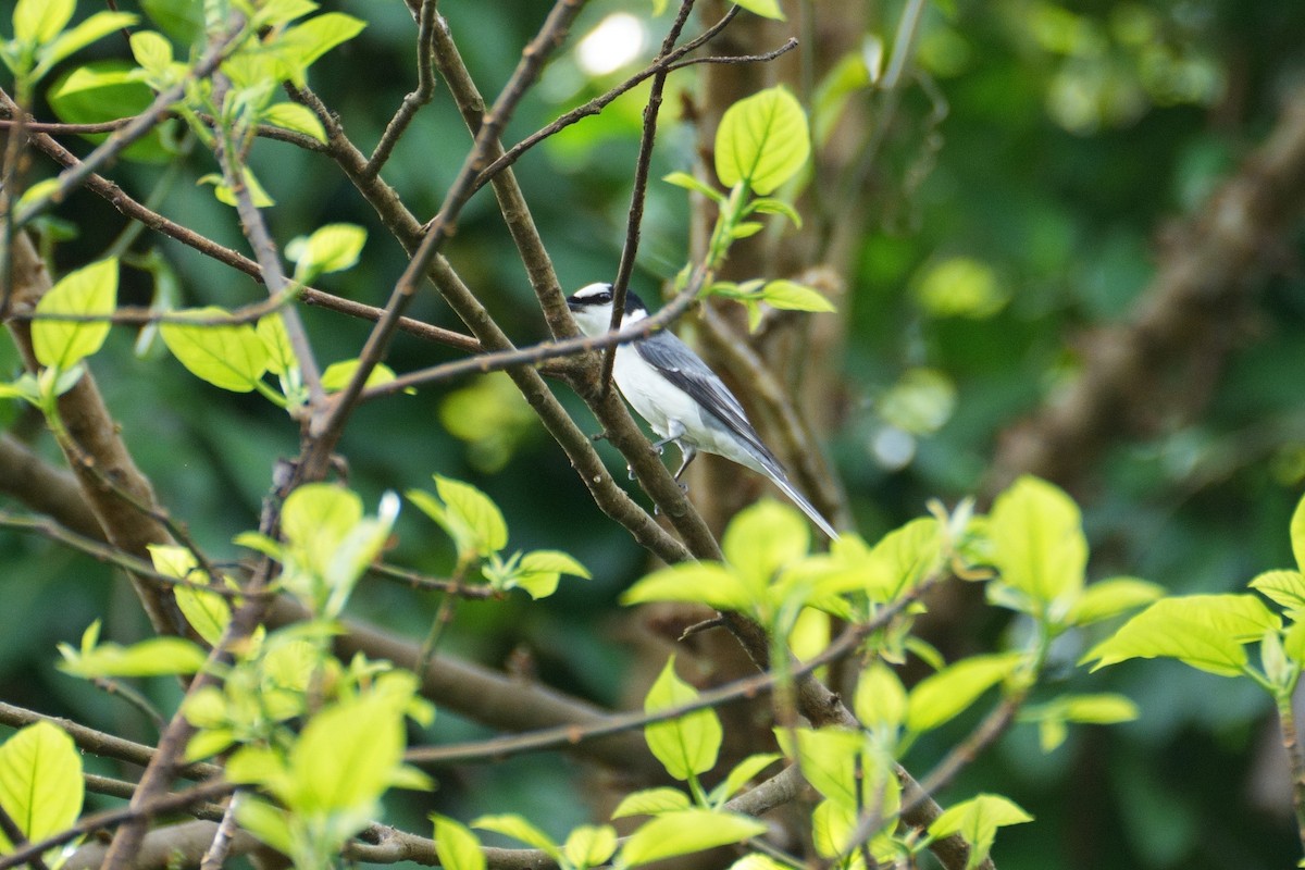 Ashy Minivet - ML626319911