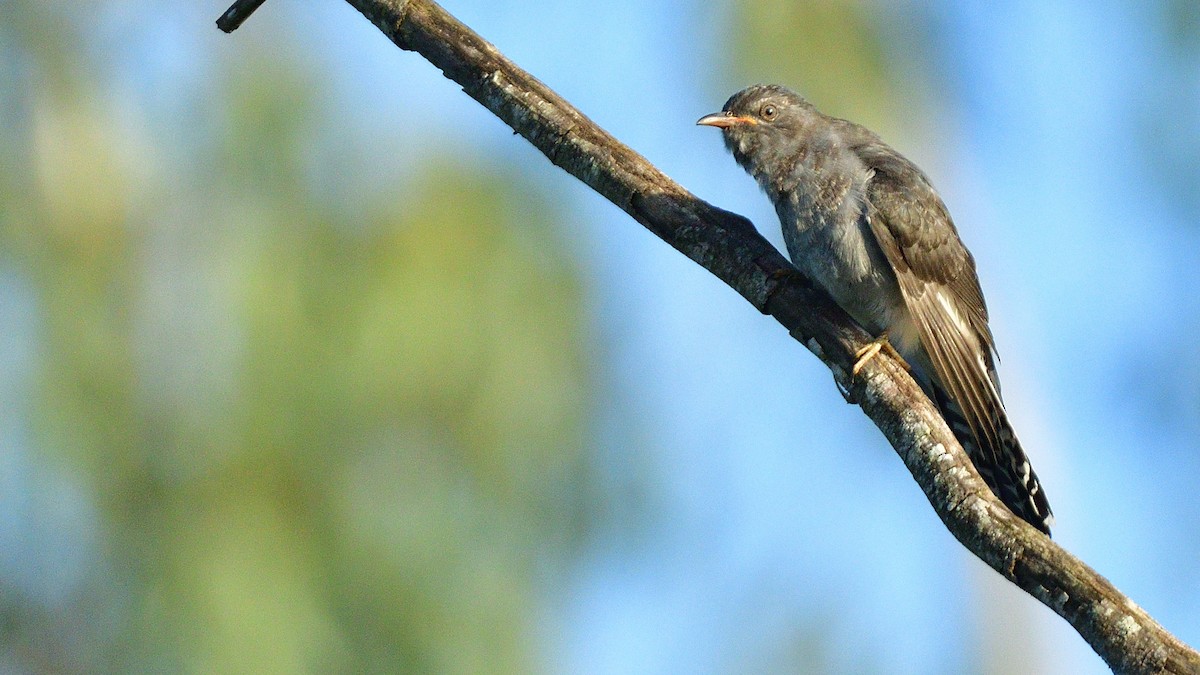 Gray-bellied Cuckoo - ML626319950