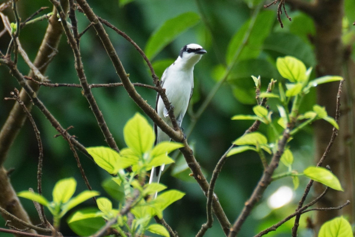 Ashy Minivet - ML626319969
