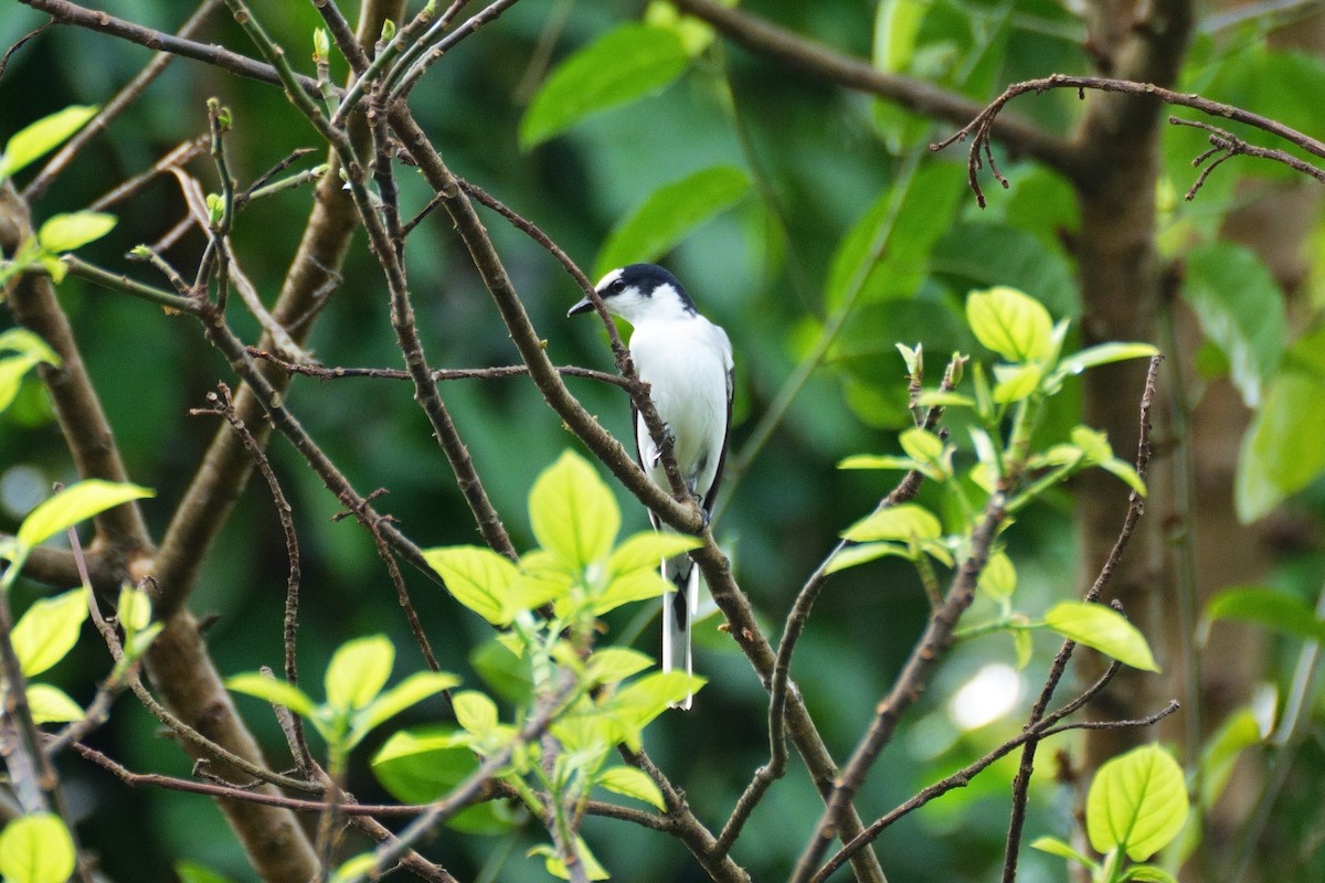 Ashy Minivet - ML626319970