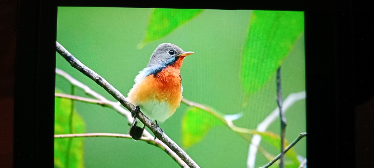 Kashmir Flycatcher - ML626319976