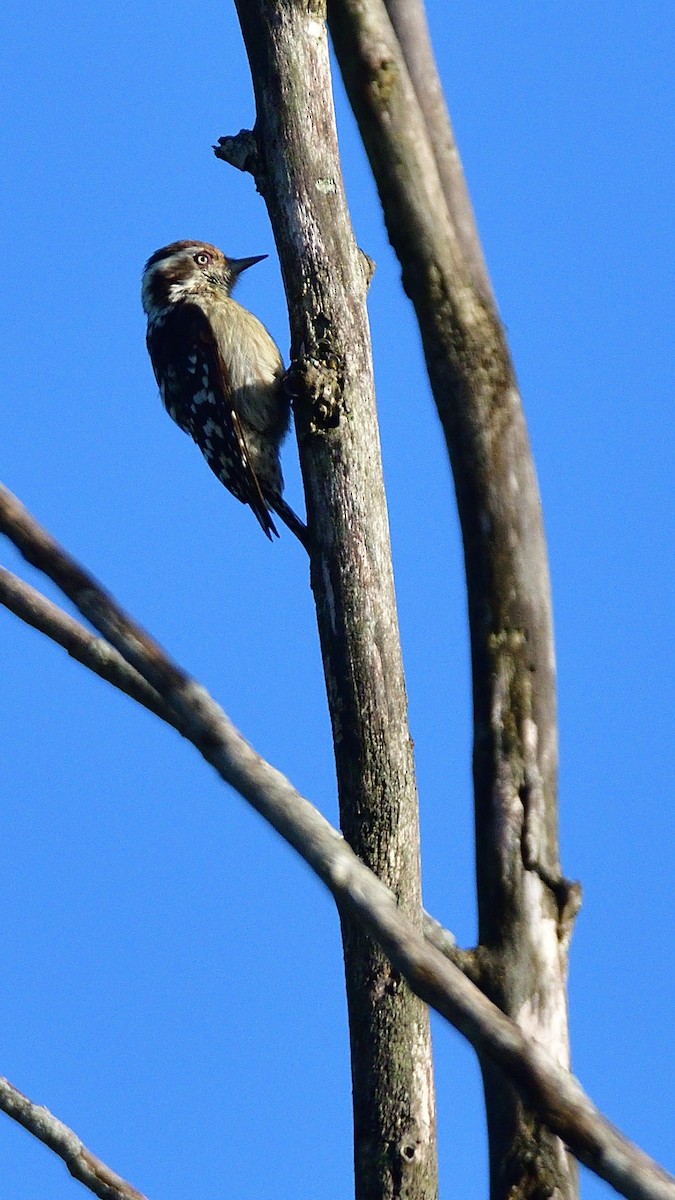 Brown-capped Pygmy Woodpecker - ML626319980