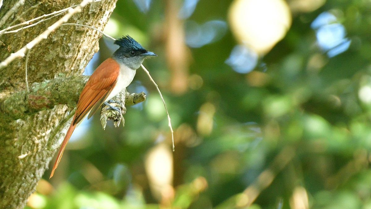 Indian Paradise-Flycatcher - ML626319983