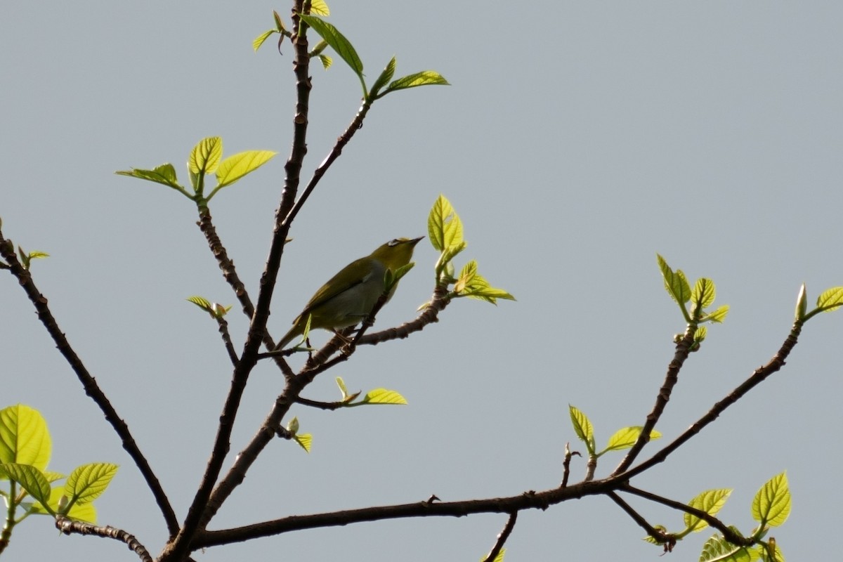 Swinhoe's White-eye - ML626319986