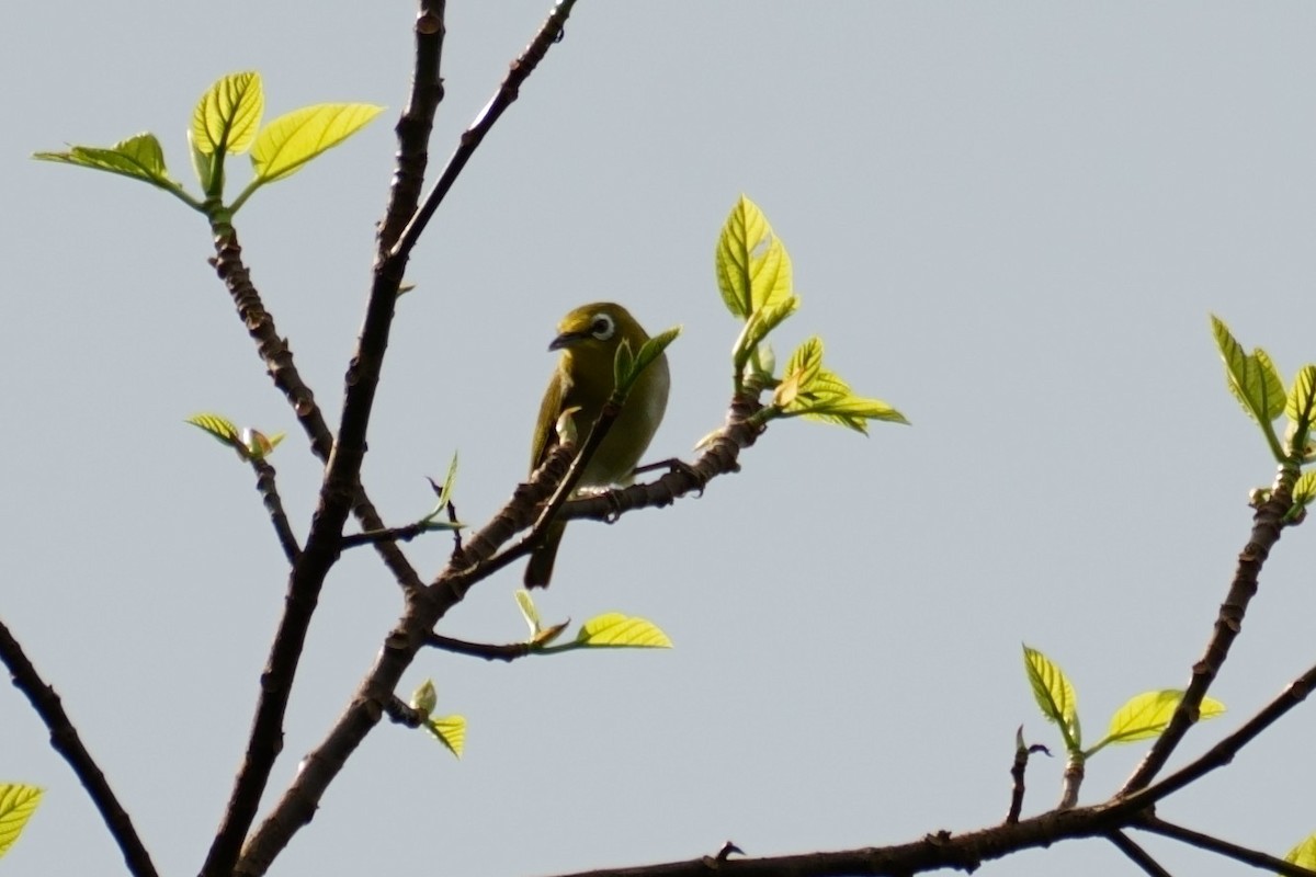 Swinhoe's White-eye - ML626319987
