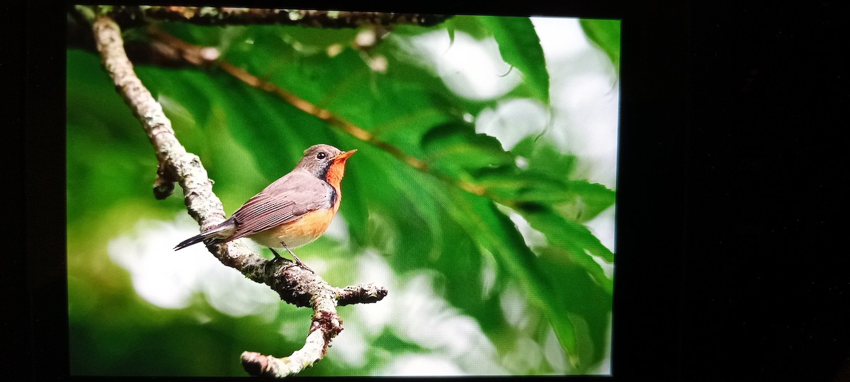 Kashmir Flycatcher - ML626320009