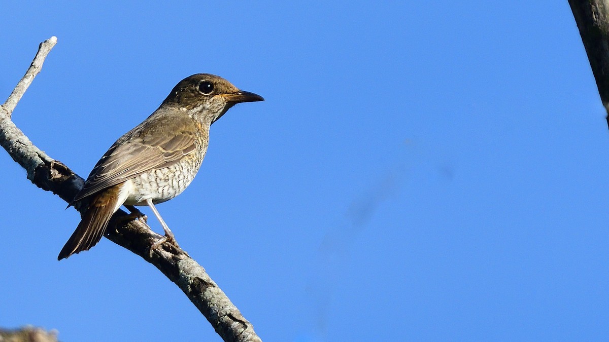 Blue-capped Rock-Thrush - ML626320010