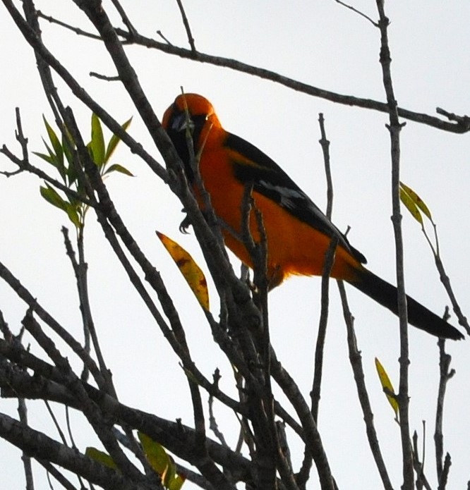 Altamira Oriole - ML626320012