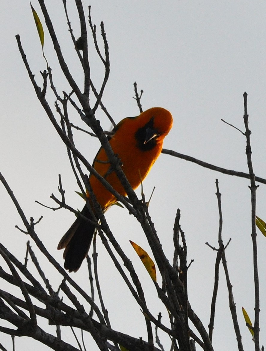 Altamira Oriole - ML626320016