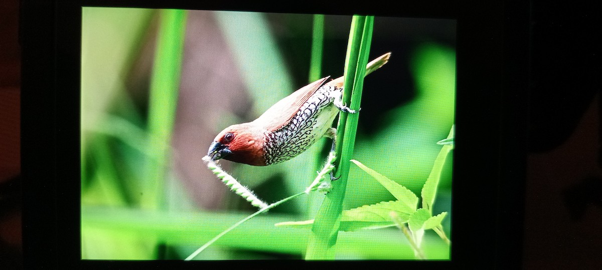 Scaly-breasted Munia - ML626320042