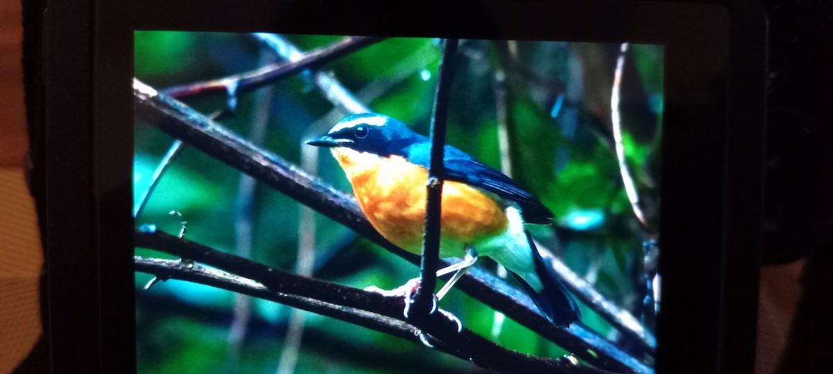 Indian Blue Robin - ML626320043