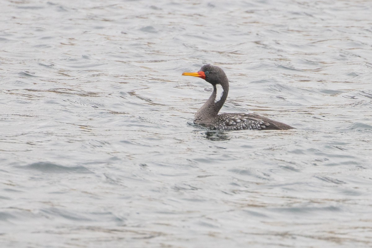 Red-legged Cormorant - ML626320073