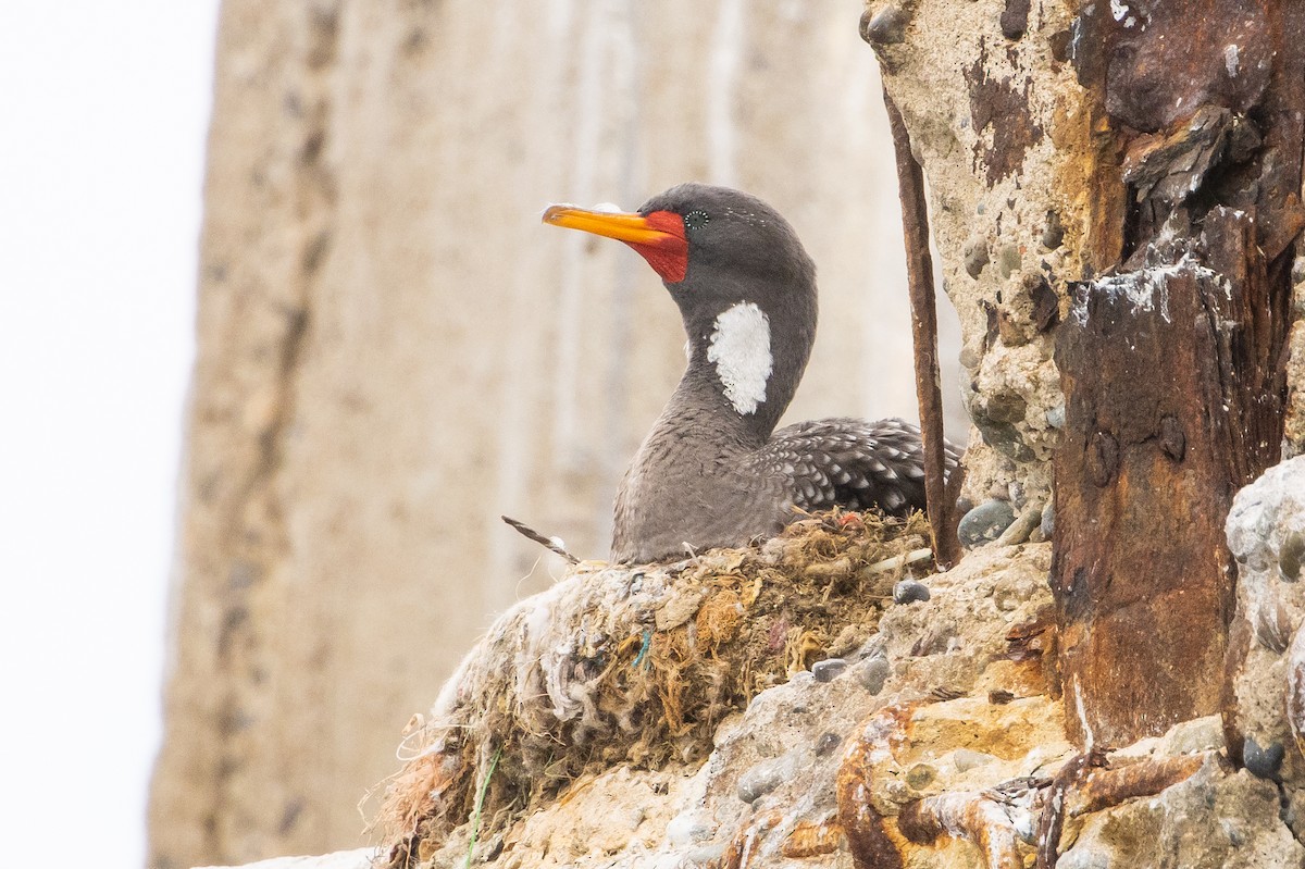 Red-legged Cormorant - ML626320074