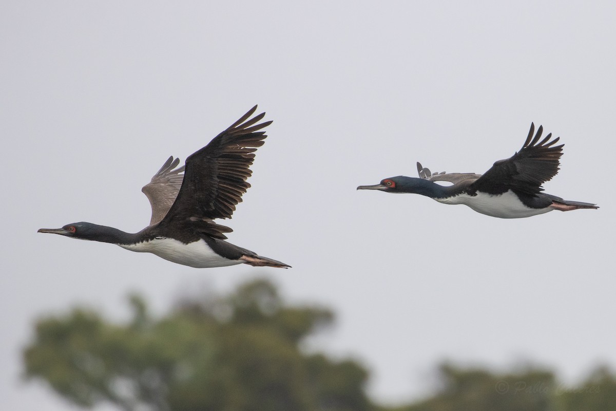 Guanay Cormorant - ML626320084